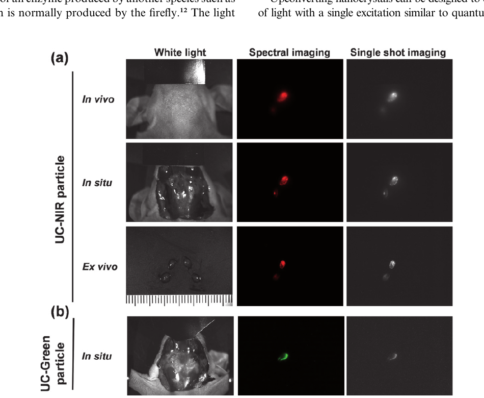 NIH lymphatic imaging figure showing white light, spectral imaging and single-shot imaging